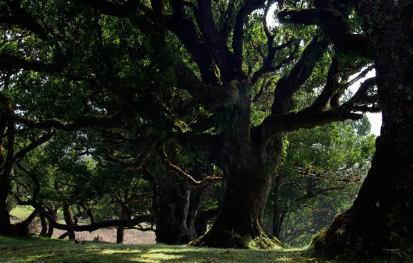 Picture forest, trees, nature