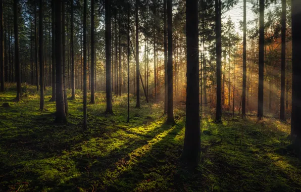 Picture the sun, forest, pine