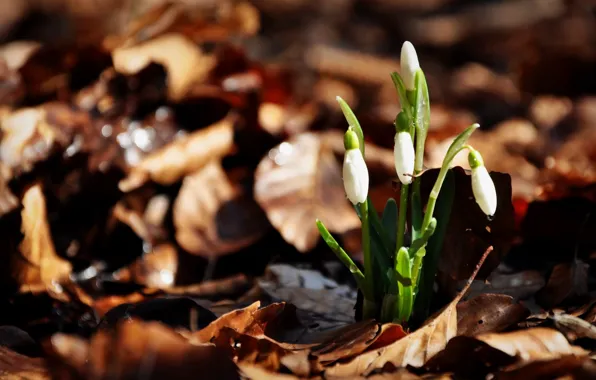 Leaves, snowdrops, three