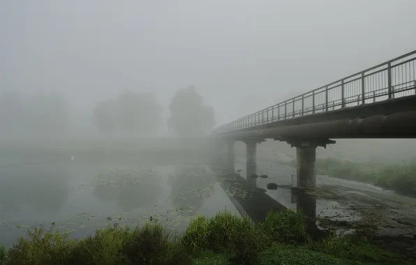 Forest, grass, landscape, bridge, nature, fog, river, plants