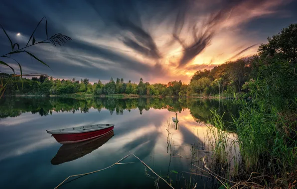 Picture forest, sunset, lake, reflection, boat, Swan