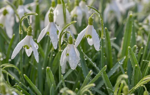 Drops, spring, snowdrops, after the rain