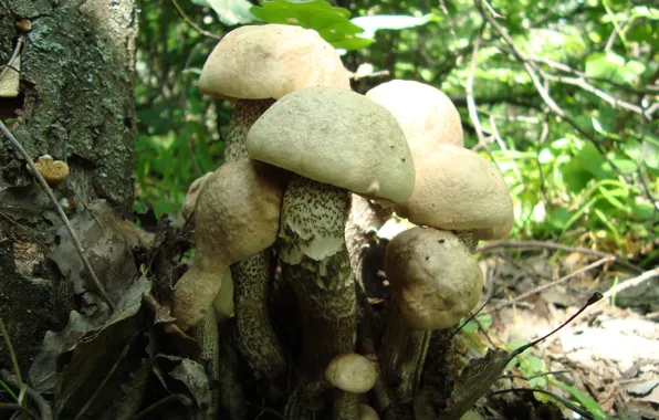 Forest, mushrooms, family, mushroom picking