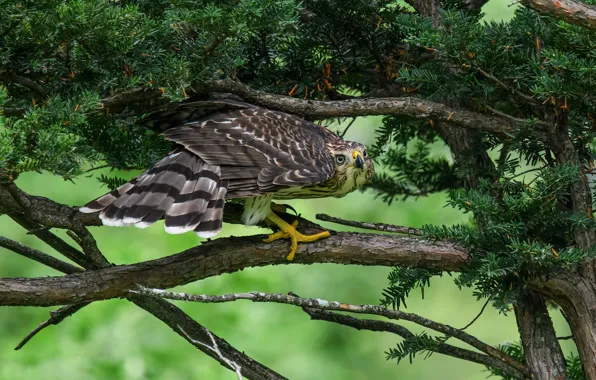 Look, branches, pose, tree, bird, Falcon, needles