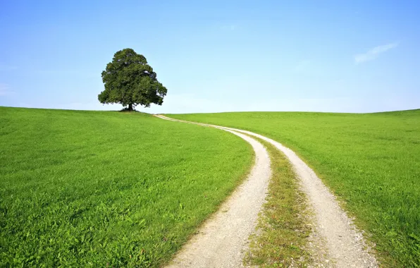 Picture Grass, Tree, Road, Sunny Day