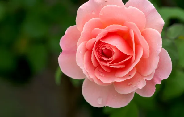 Drops, background, roses, petals, pink