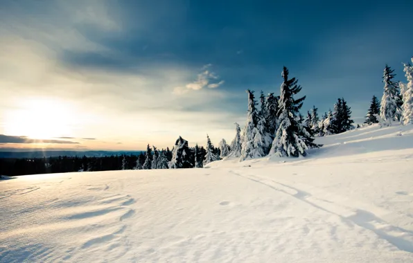 Winter, forest, the sky, Snow