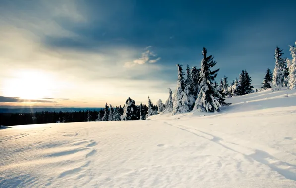 Picture winter, forest, the sky, Snow