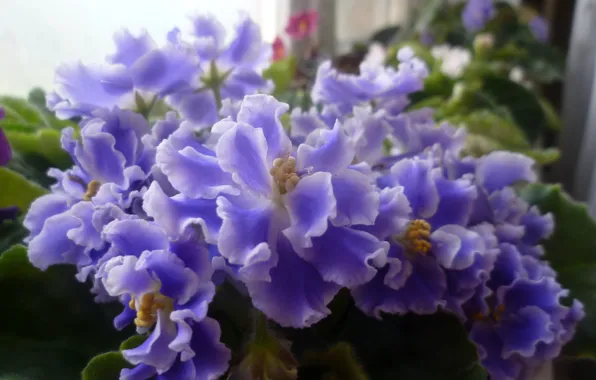 Macro, Flowers, Purple, Violet, Flowers
