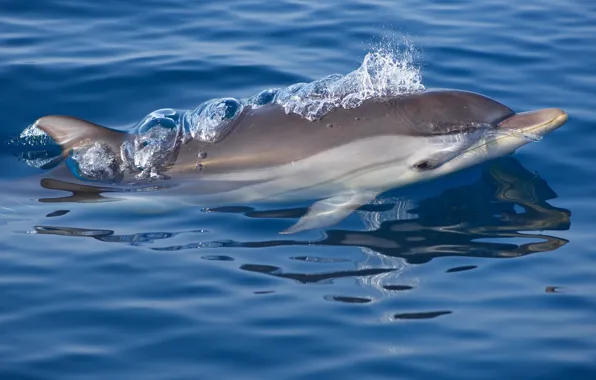 Water, squirt, Dolphin