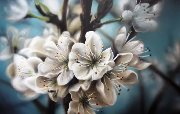 Nature, white, flowers, painting, Apple, flowering, twigs