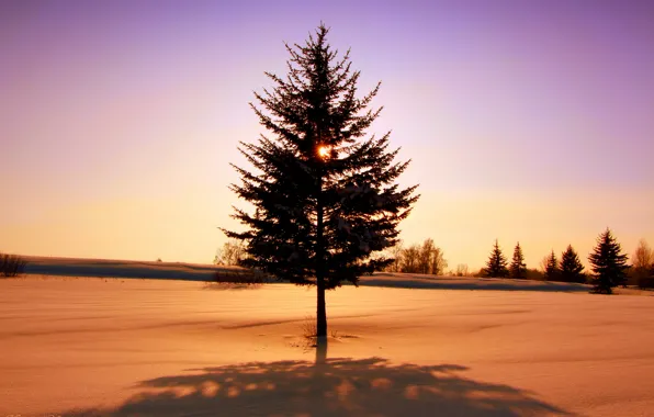 Picture winter, sunset, spruce