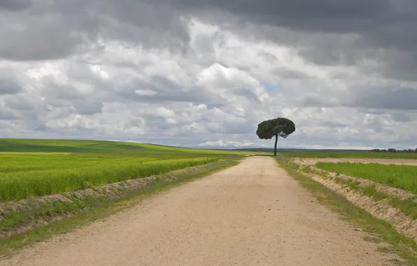 Road, the sky, grass, clouds, tree
