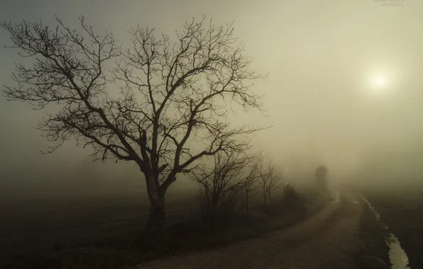 Picture road, landscape, night, fog