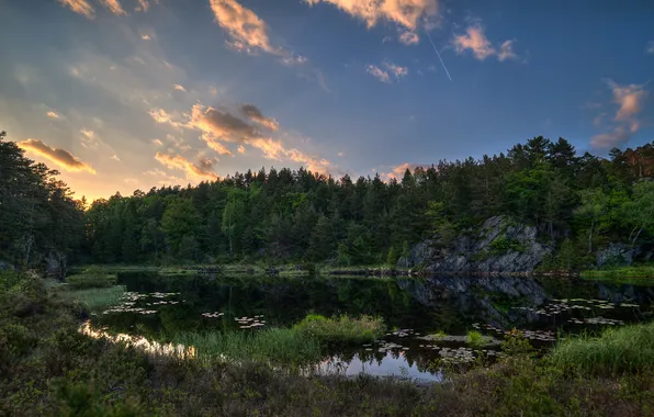 Picture forest, the sky, grass, clouds, sunset, lake, pond, swamp