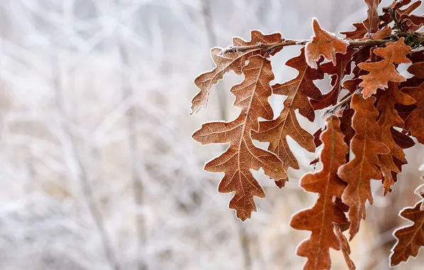Leaves, macro, nature
