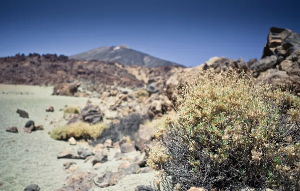 Grass, macro, nature, stones, rocks, plant, Bush, Sunny