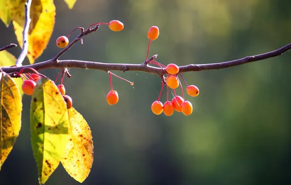 Macro, branches, nature