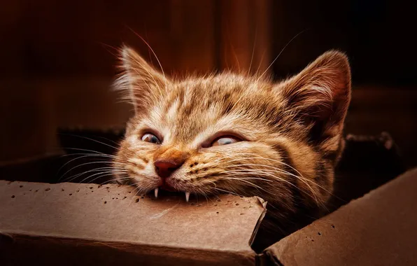 Cat, box, red, muzzle, fangs, cardboard, kitty, Dalia Fichmann