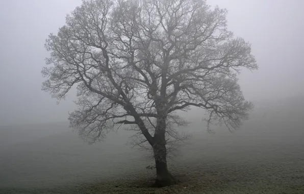 Picture field, fog, tree