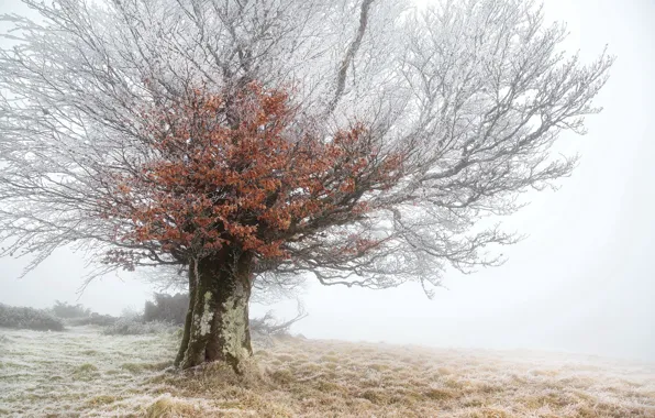 Frost, trees, fog