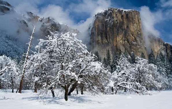 Picture winter, snow, trees, mountains, CA, Yosemite, California, Yosemite national Park