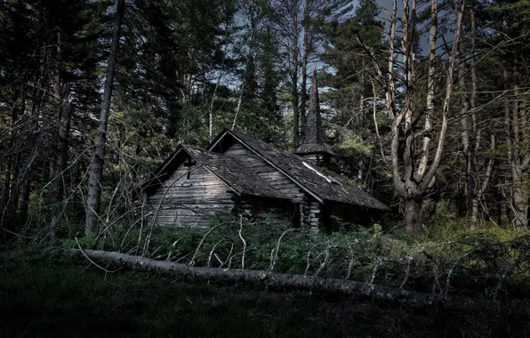 Picture forest, nature, temple