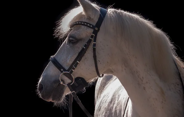 Picture face, light, grey, horse, horse, contrast, mane, profile