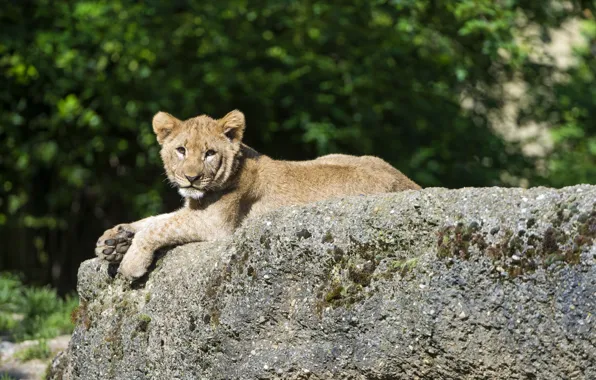 Picture cat, stay, stone, Leo, cub, kitty, lion, ©Tambako The Jaguar