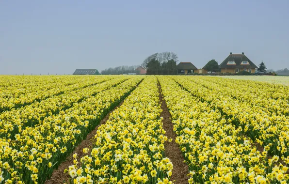 Field, the sky, flowers, house, strip, spring, yellow, haze