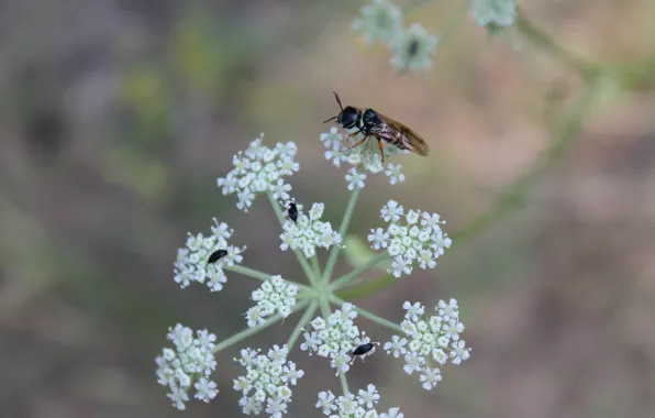 Insects, on the flower, fly