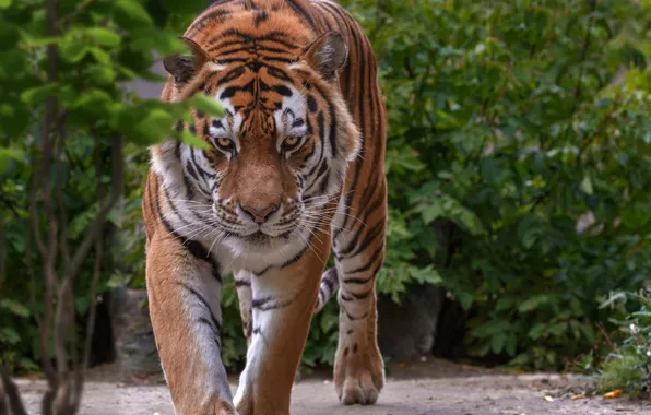 Picture look, tiger, wild cat, Oleg Bogdanov