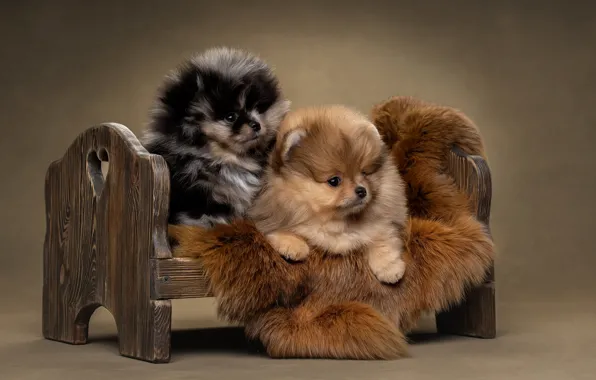 Dogs, background, puppies, a couple, cot, Pomeranian, Svetlana Pisareva
