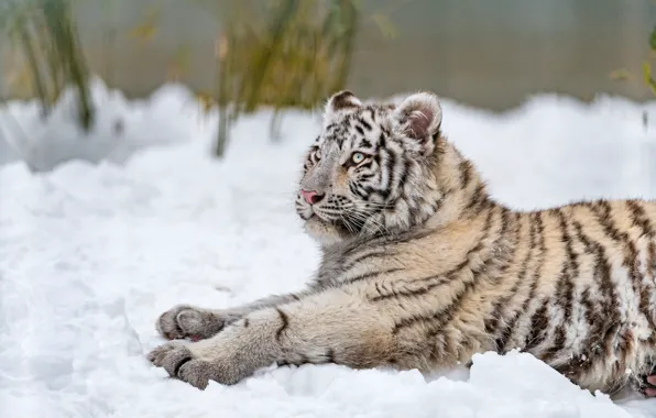 Winter, white, look, snow, nature, tiger, pose, stems