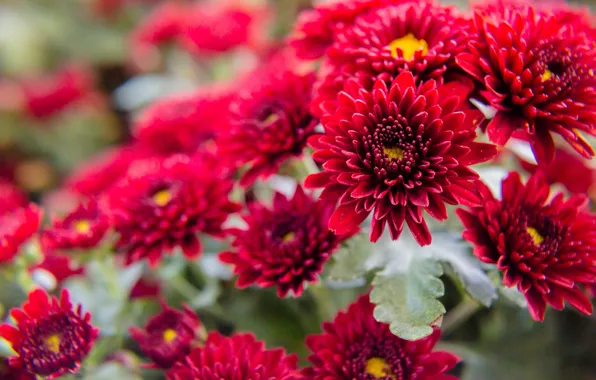 Picture flowers, red, flowering, the bushes, chrysanthemum