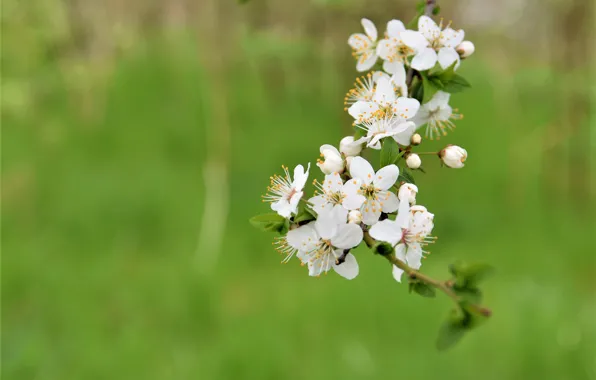 Flowers, background, spring, flowering, branch of cherry