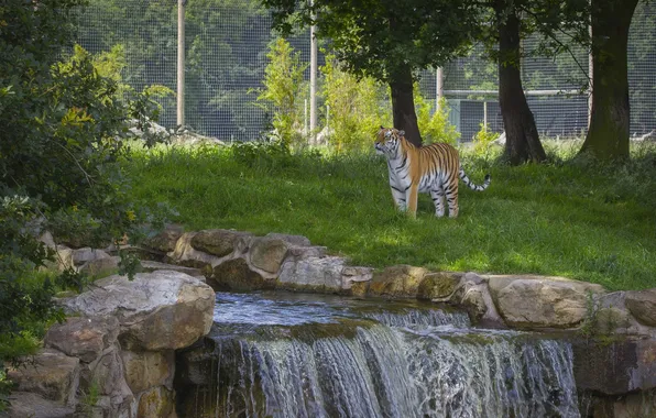 Picture predator, wild cat, zoo, the Amur tiger