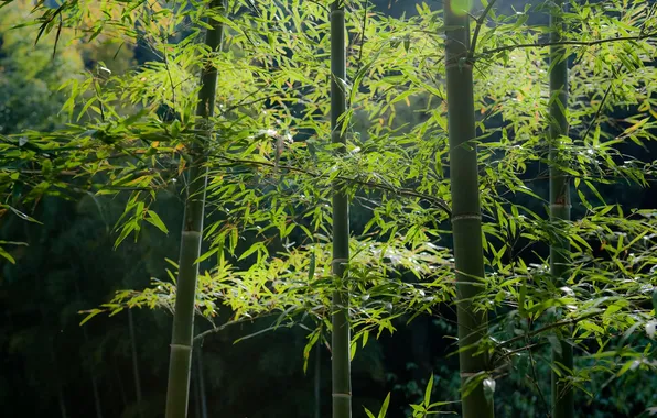 Greens, forest, bamboo
