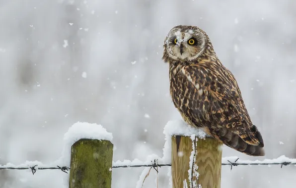 Winter, snow, bird, Short-eared owl