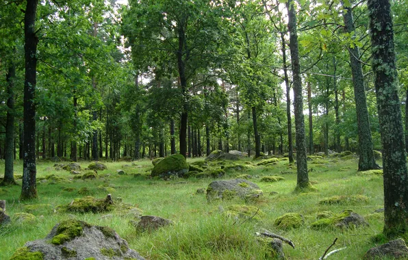Picture forest, grass, trees, stones