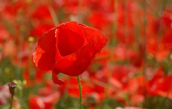 Field, nature, Mac, petals, meadow