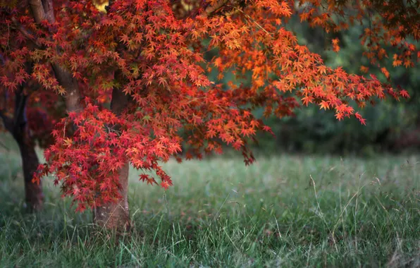 Autumn, grass, maple