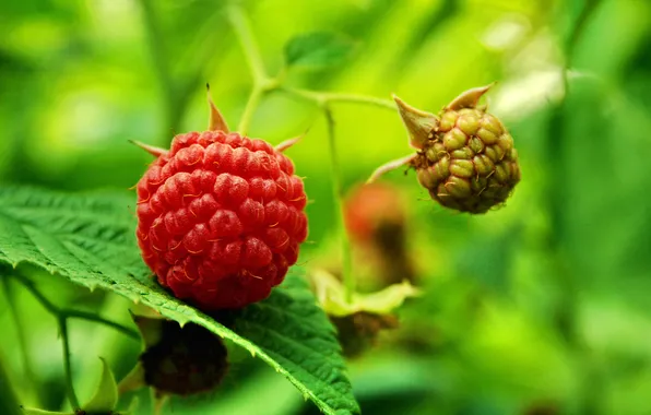 Picture raspberry, green, ripe, raspberry