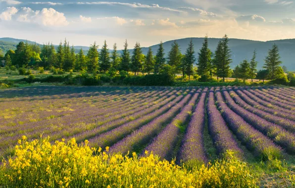 Field, the sky, landscape, flowers, nature, spring, lavender, purple flowers