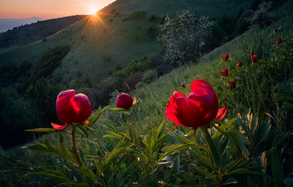 The sun, rays, light, flowers, spring, slope, Bulgaria, wild peonies