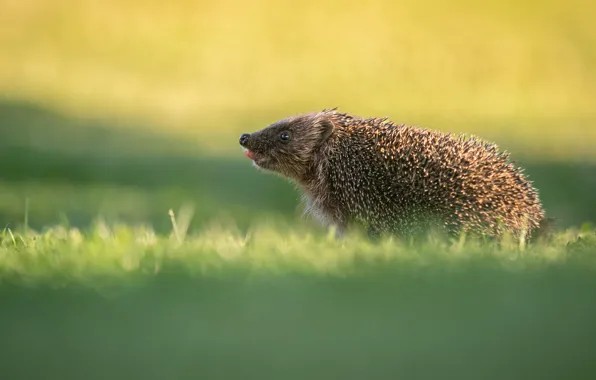 Language, grass, light, nature, background, hedgehog, hedgehog, hedgehog