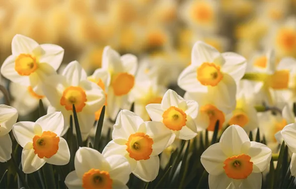 Macro, flowers, spring, white, daffodils, AI art, neural network