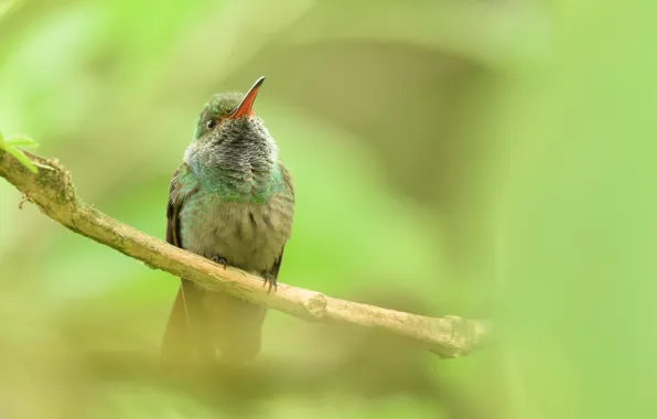 Branches, nature, bird, beak, Hummingbird