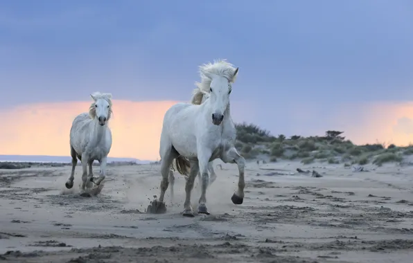 Sand, shore, horses, horse, running, white, horses
