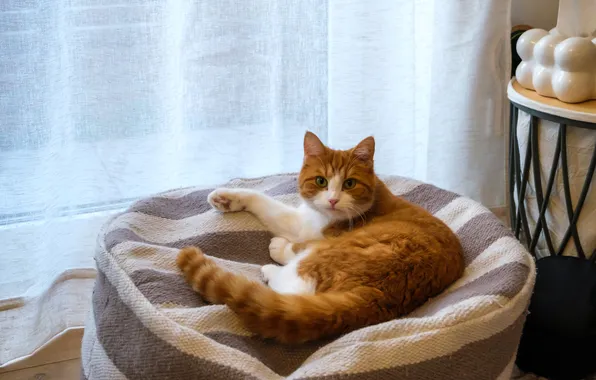 Cat, cat, look, red, pillow, tulle